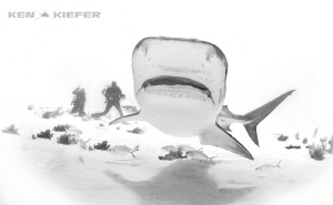 Photographers enjoy TigerShark by Ken Kiefer 